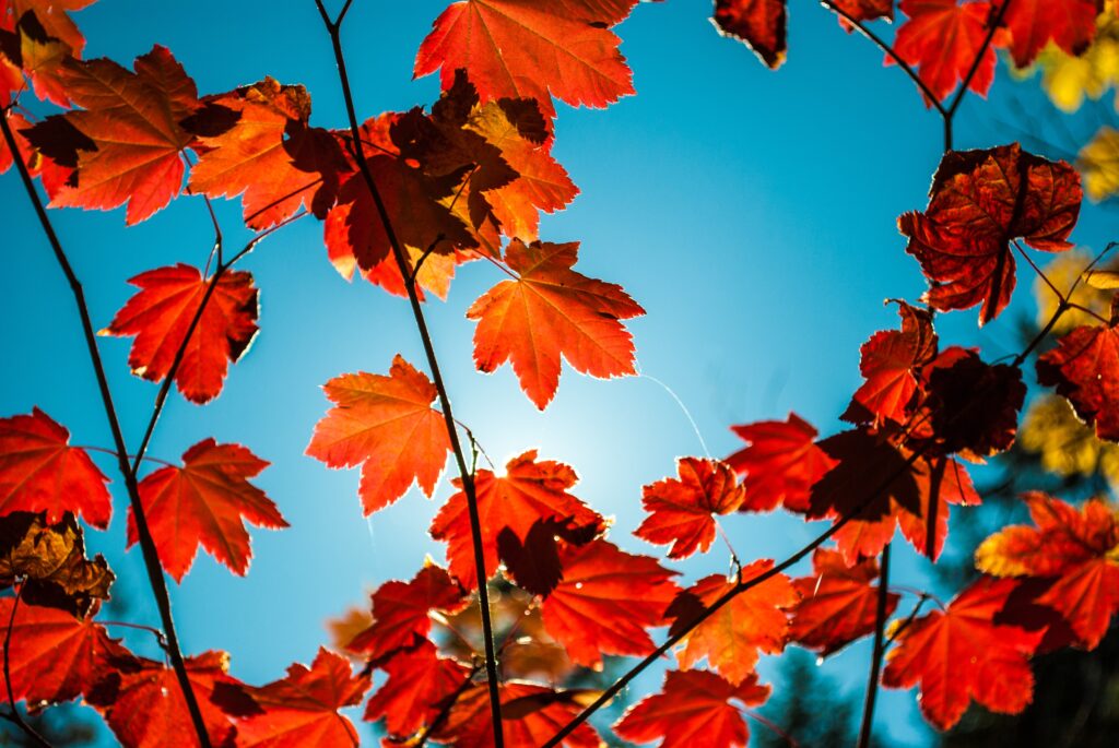justin-cron-XRsk4uKgqJE-unsplash