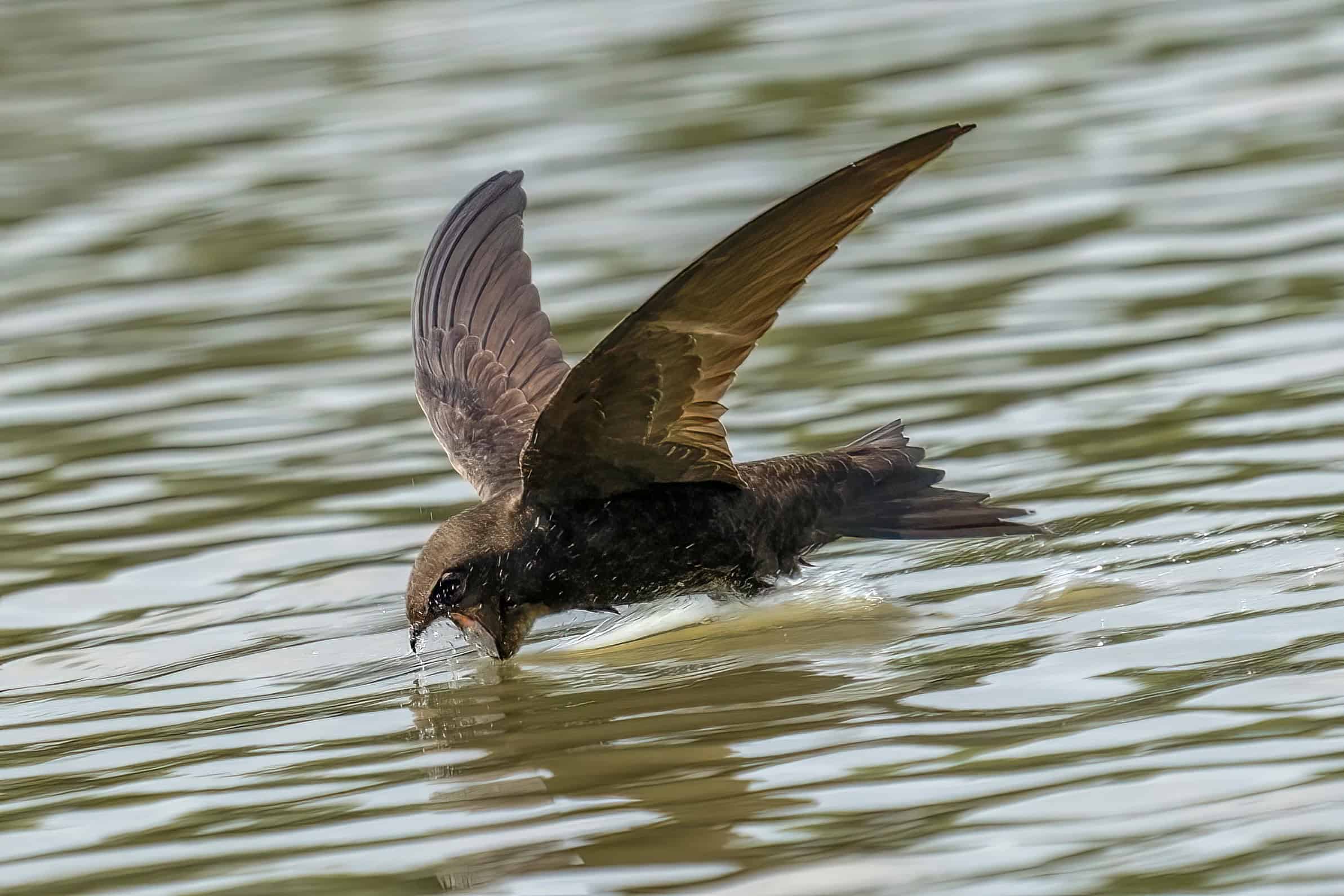 Swift Rspb Images Parishes help swifts find sanctuary - The Diocese of St Albans